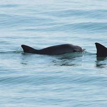 Vaquita