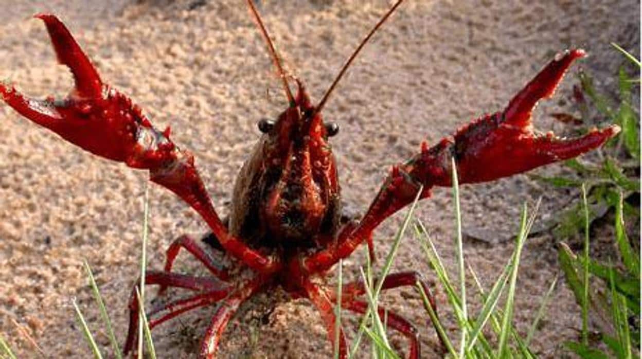 El cangrejo rojo americano incrementa la infección del dañino hongo quitridio