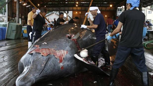 Japón acoge la primera subasta de carne de ballena desde que retomara su caza comercial