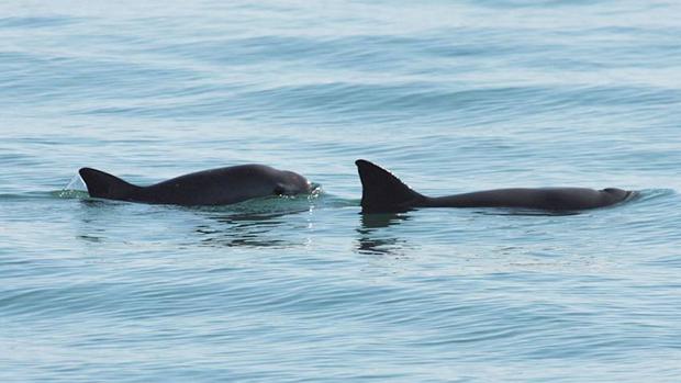 La Unesco inscribe a las Islas y Áreas Protegidas del golfo de California en la Lista del Patrimonio Mundial en Peligro