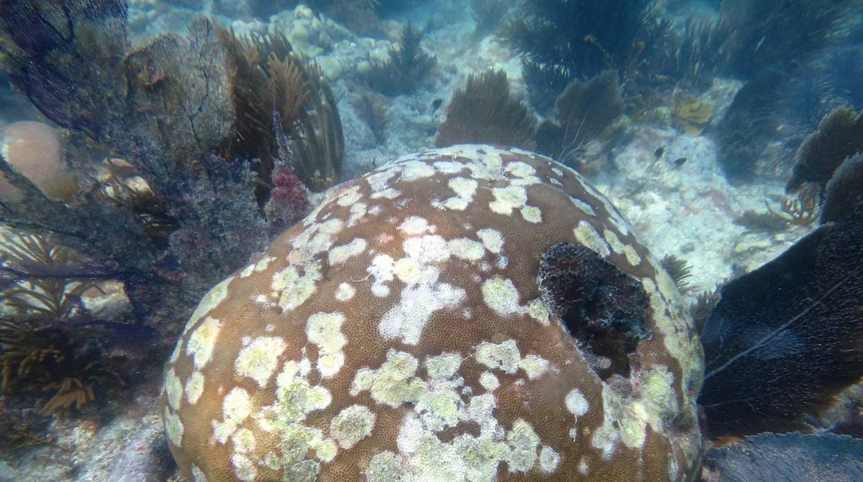 Grave enfermedad de corales une a EE.UU. en rescate de este animal marino