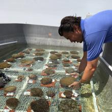 Grave enfermedad de corales une a EE.UU. en rescate de este animal marino