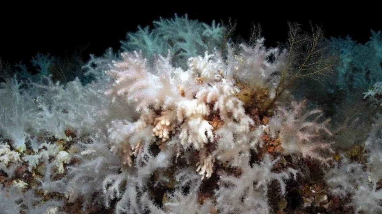 Estos son los valiosos ecosistemas que surgen tras una devastadora erupción submarina