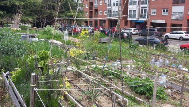 ¿Son seguros los alimentos procedentes de huertos urbanos?