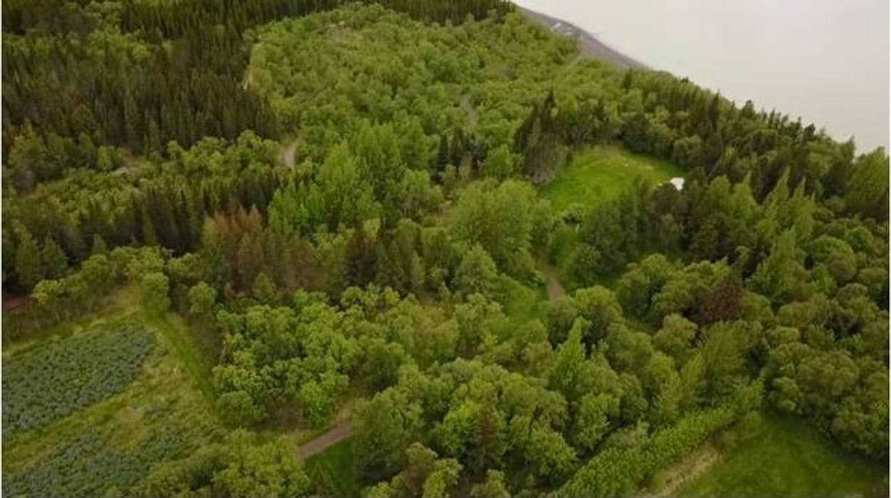 Islandia intenta recuperar los árboles arrasados por los vikingos dentro de su plan de acción climática