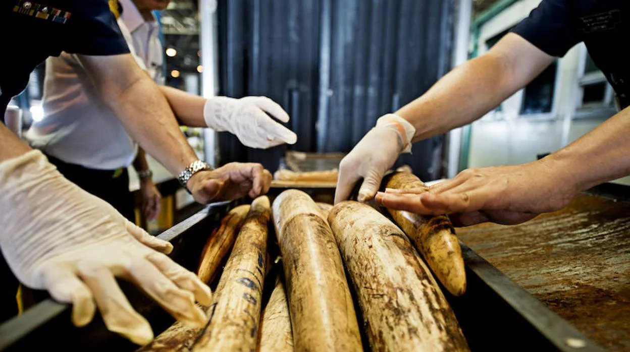 Singapur prohíbe el comercio de marfil tras la incautación récord de 9 toneladas