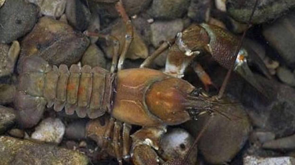 La peste del cangrejo sigue activa en la península Ibérica