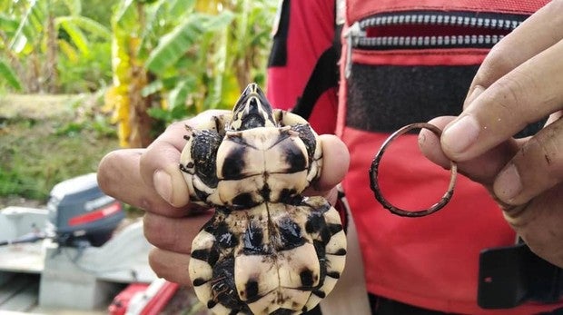 La impactante imagen de una tortuga con el cuerpo deformado por una goma elástica