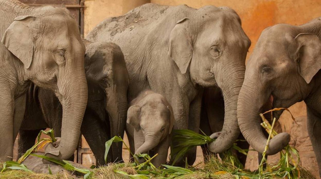 Cites restringe el comercio de elefantes silvestres vivos