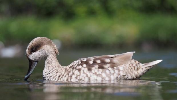 Casi 18 millones de aves silvestres mueren o son capturadas de forma ilegal en Oriente Medio cada año