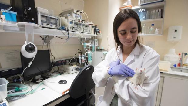 Unos 800.000 animales se utilizan para experimentación cada año en España