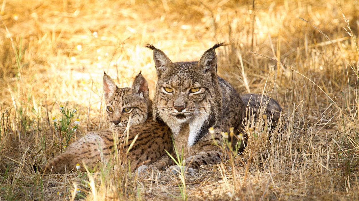 Ejemplares del programa de conservación ex-situ del lince ibérico