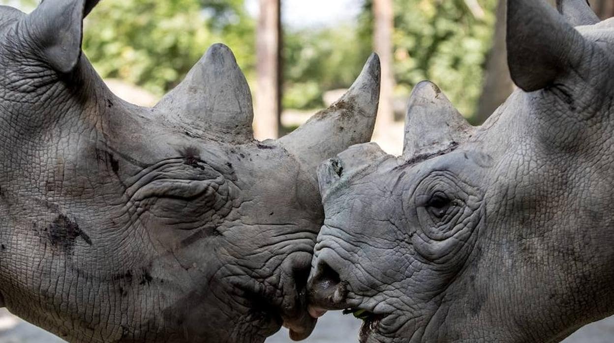 Sudáfrica sigue reduciendo la caza furtiva de rinocerontes