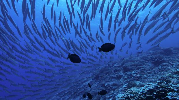 Esta especie de coral ha resistido los dos episodios de blanqueo más severos hasta la fecha