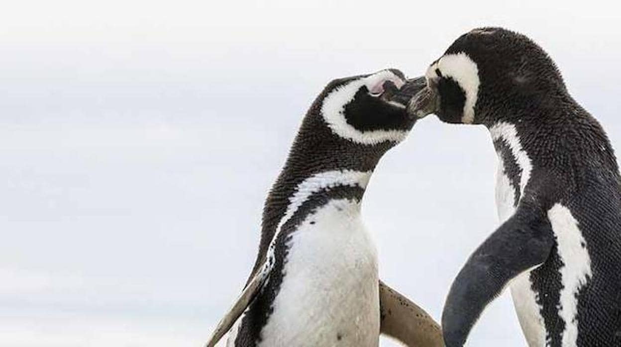 Hallan, por primera vez, restos de microplásticos en las heces de los pingüinos de la Antártida