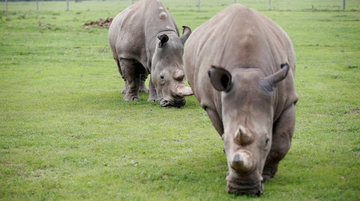 Los furtivos de rinocerontes parecen haber fijado ahora su atención sobre este, otrora, refugio para ellos, Botsuana