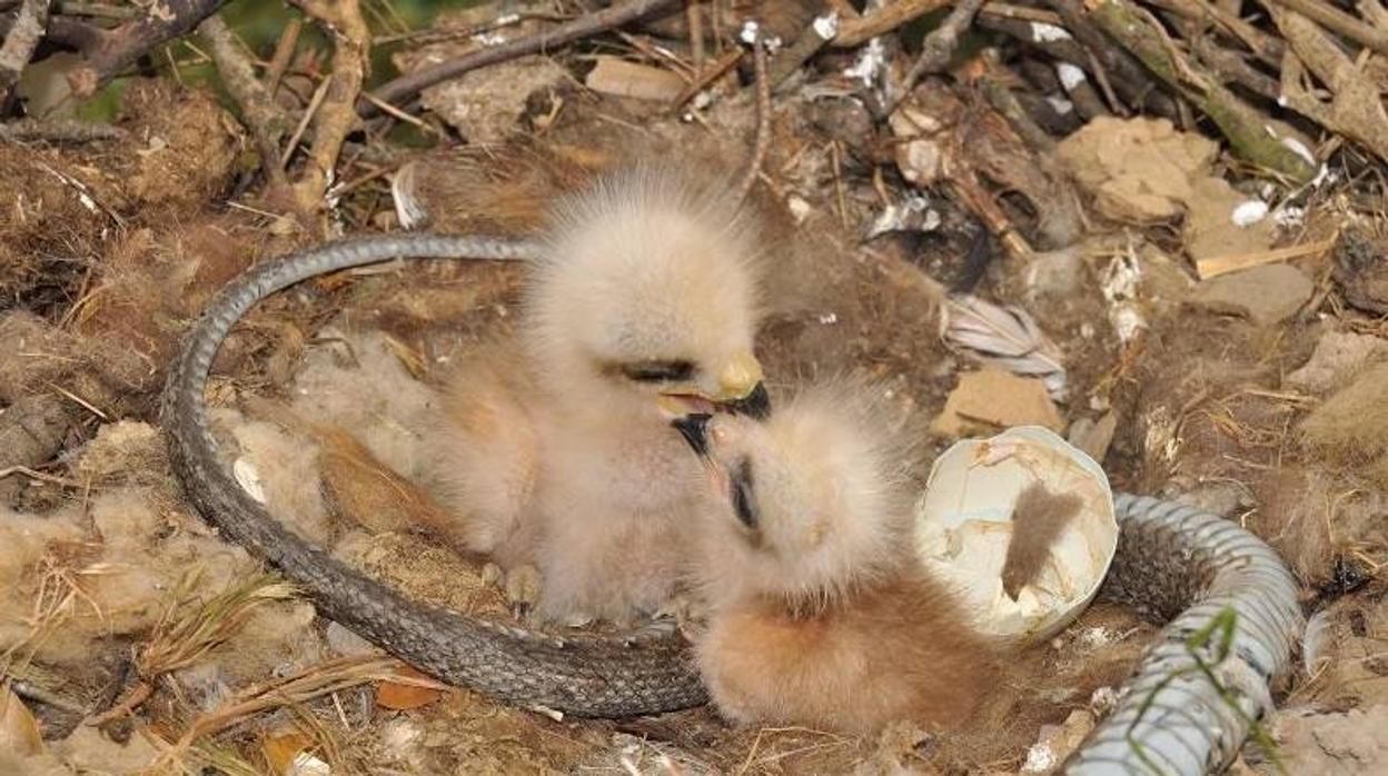 Dos pollos de milano se disputan en el nido una única presa