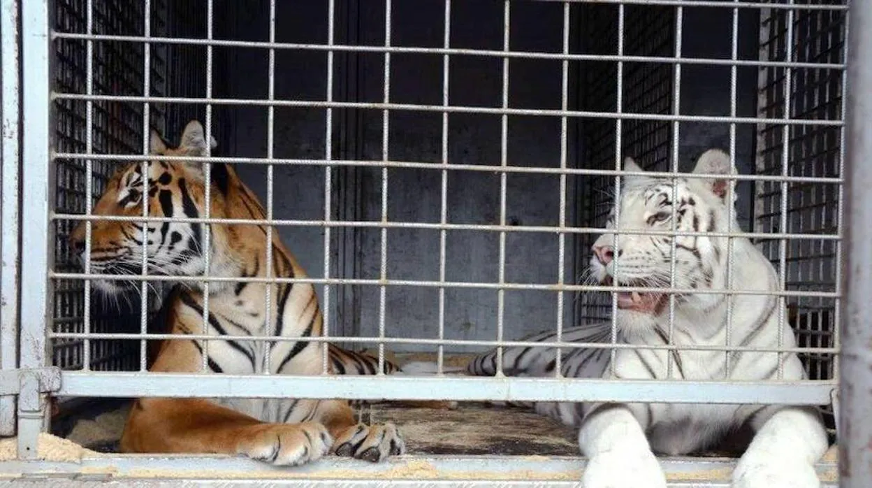 Rescatan y llevan a España nueve tigres retenidos en la frontera de Bielorrusia
