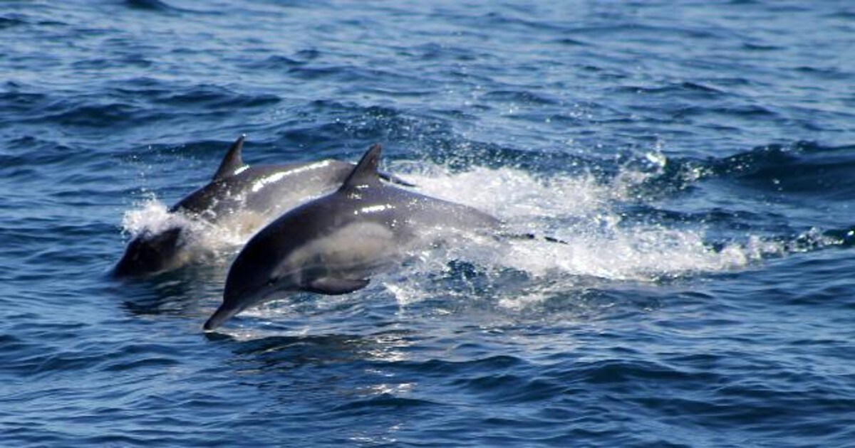 Una pareja de delfines surcando las aguas
