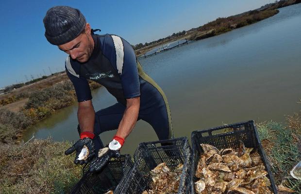 Manjares de estero en la Bahía de Cádiz