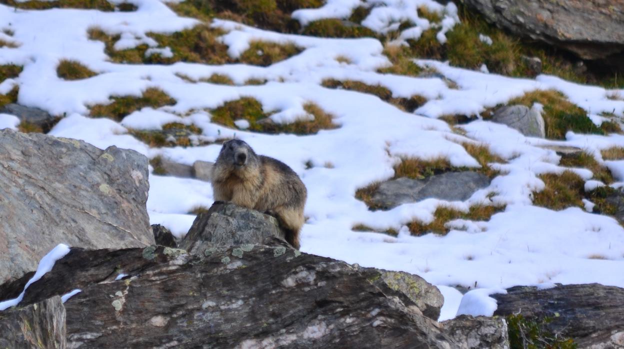 Marmota alpina en Vallter (Catalunya) durante el verano preparándose para hibernar