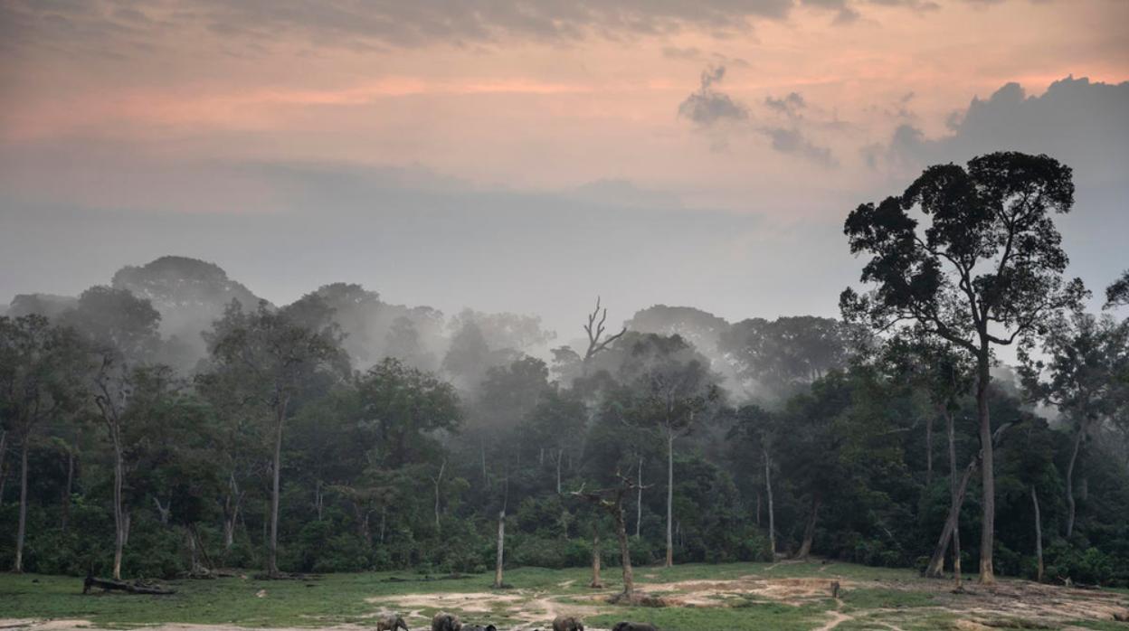 Las poblaciones de fauna salvaje disminuyen un 68 por ciento en menos de medio siglo