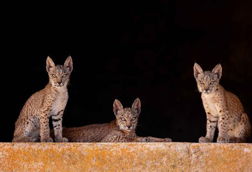 Las tres nuevas hembras de lince que buscan nombre