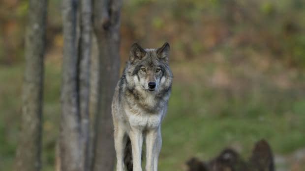 Medio millar de lobos murieron en España en 2017, la mayoría por atropello
