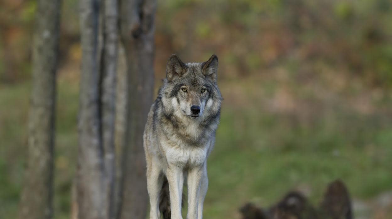 Imagen de archivo de un lobo