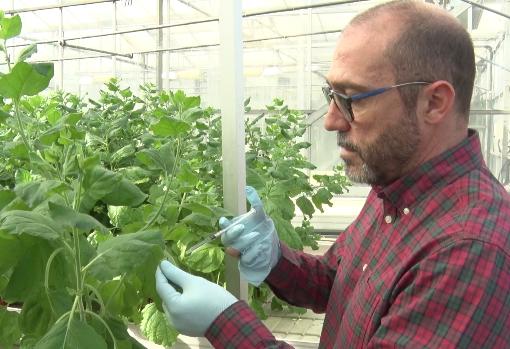 El investigador del CSIC Diego Orzáez trabaja en proyectos de biología sintética y análisis genético para mejorar los vegetales