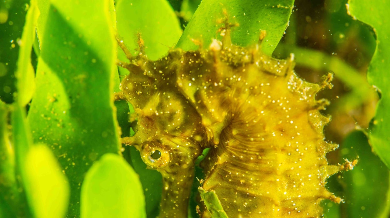 Los caballitos de mar son peces sin escama