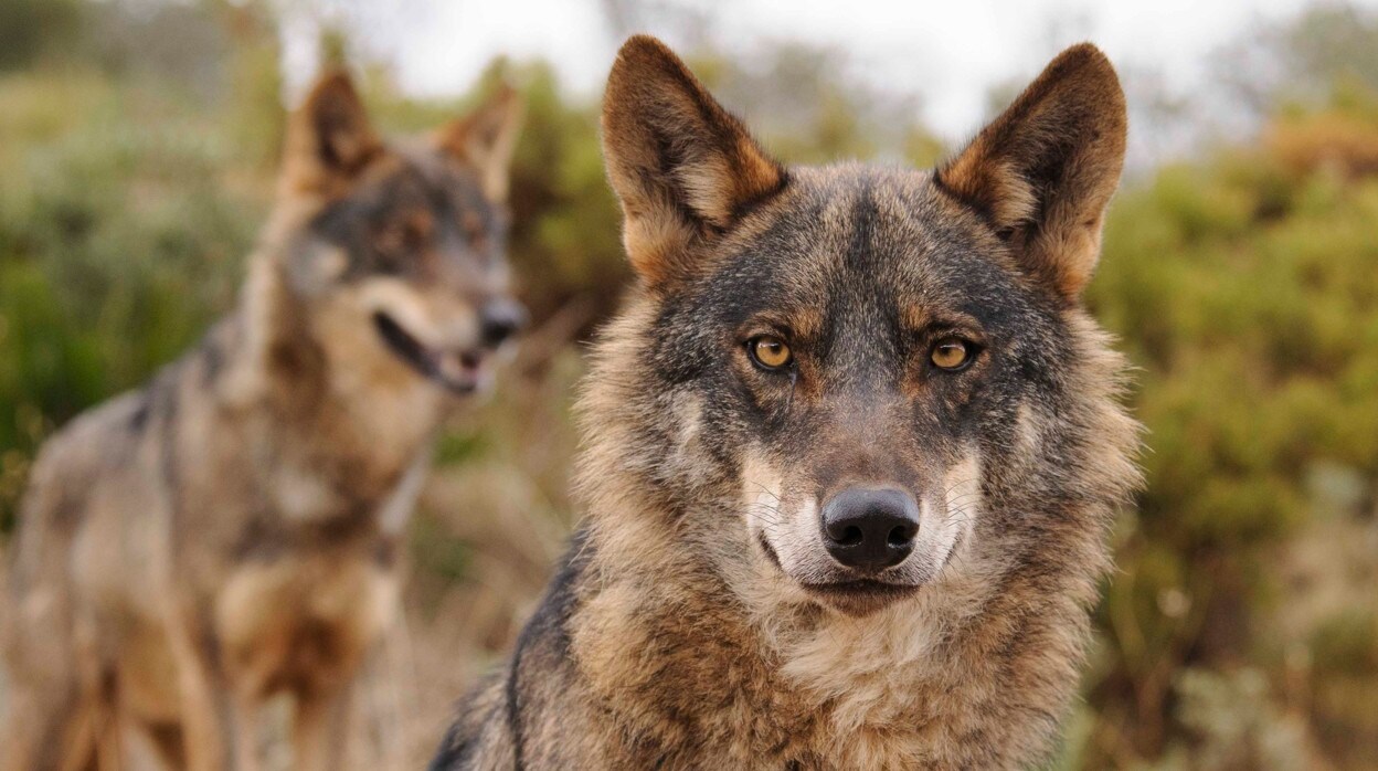 El lobo ibérico deja de ser considerado especie cinegética