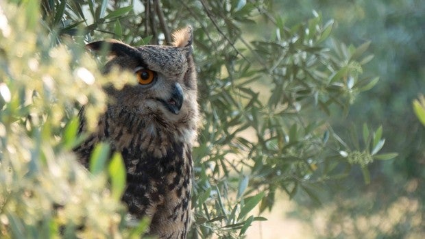 Olivicultura para recuperar la biodiversidad