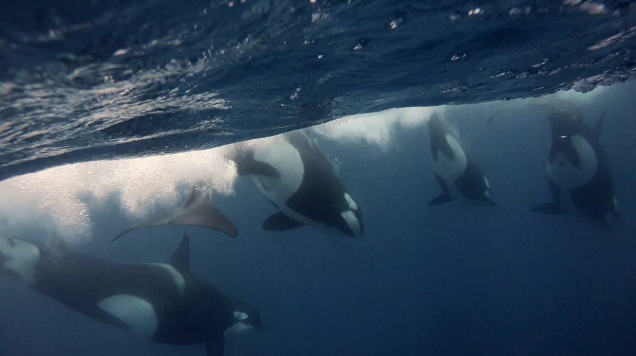 Las orcas se beneficiaban de los restos de atunes que los neandertales devolvían al mar