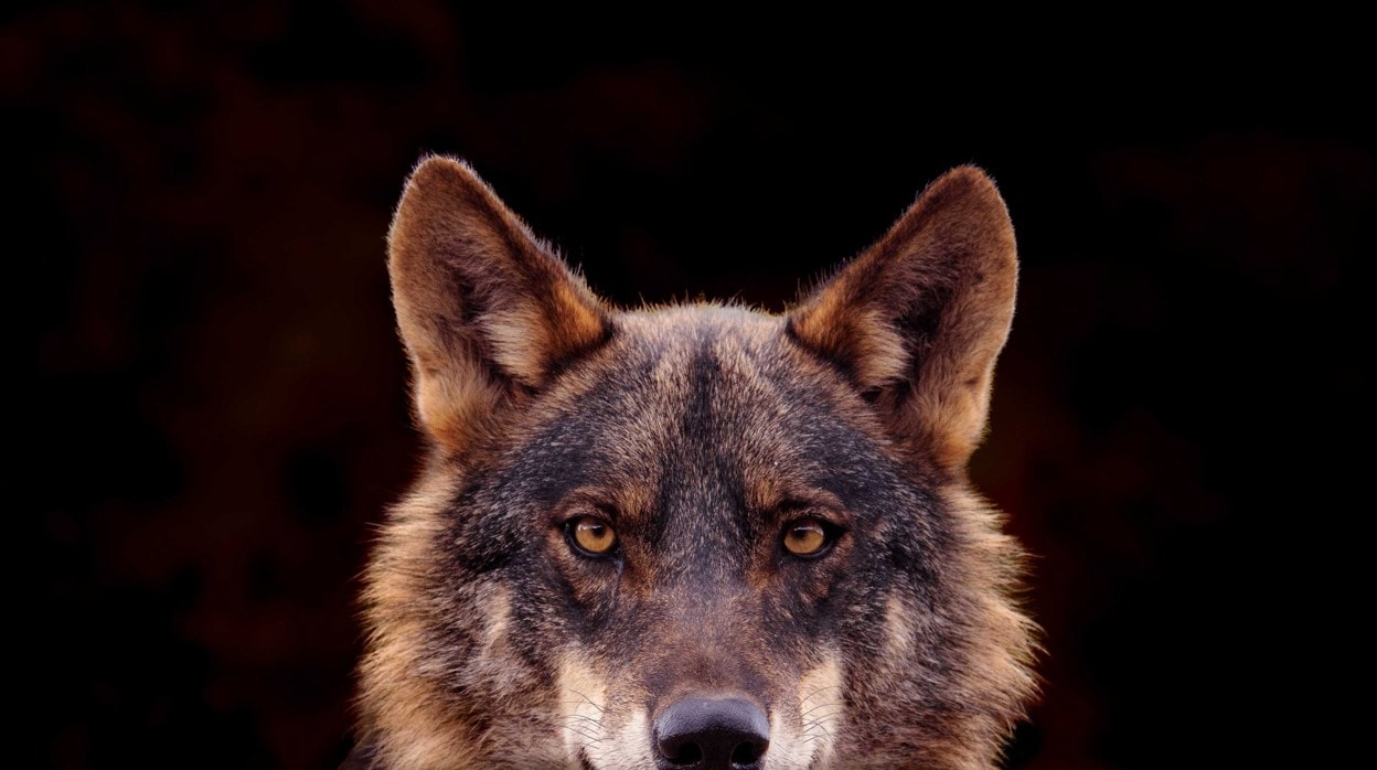 Doce lobos a subasta para su caza