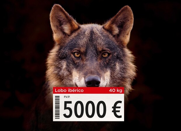 Doce lobos a subasta para su caza