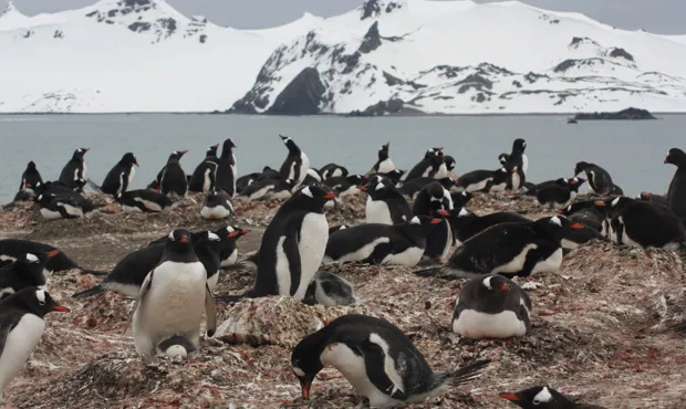 Microplásticos en pingüinos de la Antártida