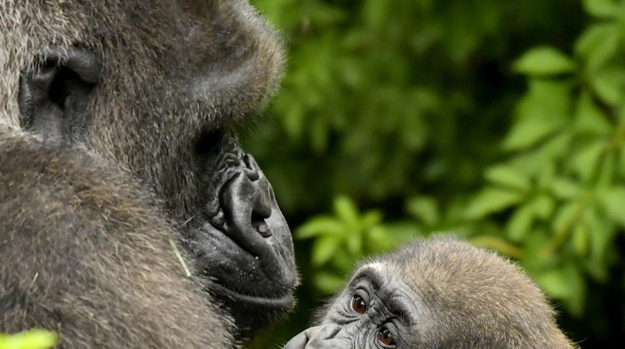 Los gorilas, al igual que nuestra especie, sufren ante separaciones familiares y ante la cautividad.