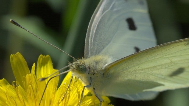 Mariposas urbanas