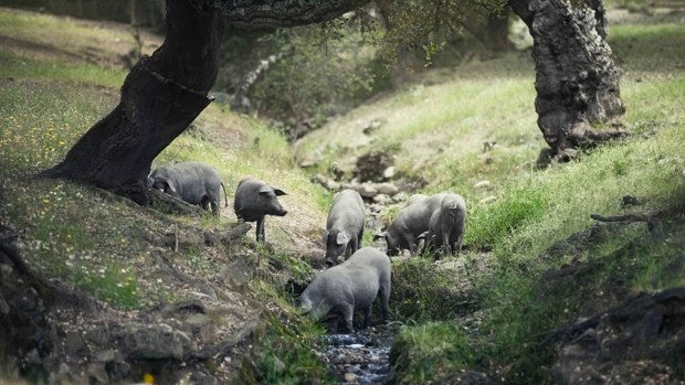 Tesoro genético y ecológico