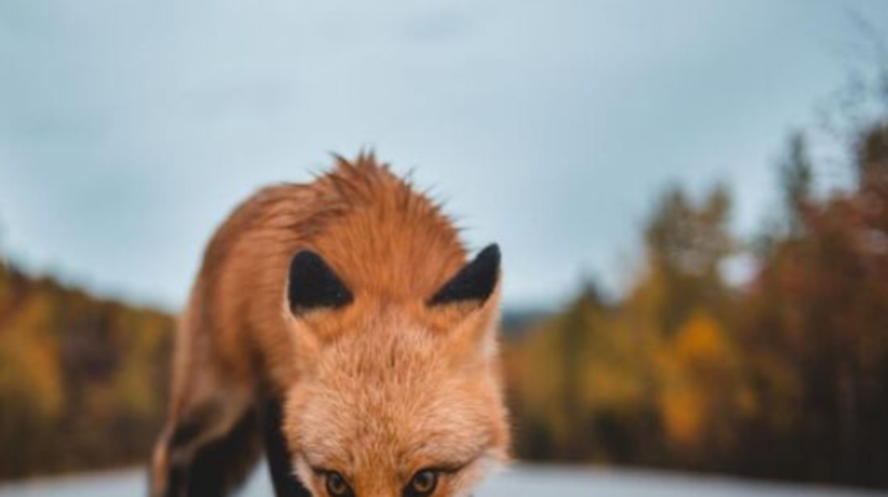 Los siniestros con animales se disparan un 40% más que antes de la pandemia