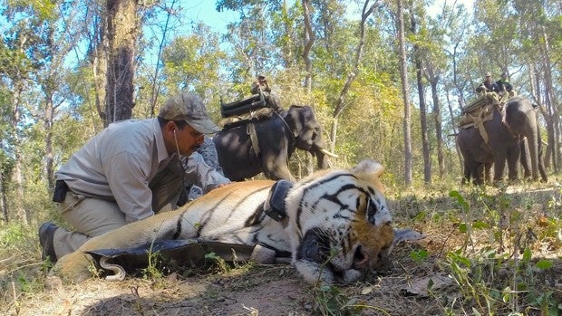 Valencia reúne a los mayores expertos en reintroducción de especies de los cinco continentes