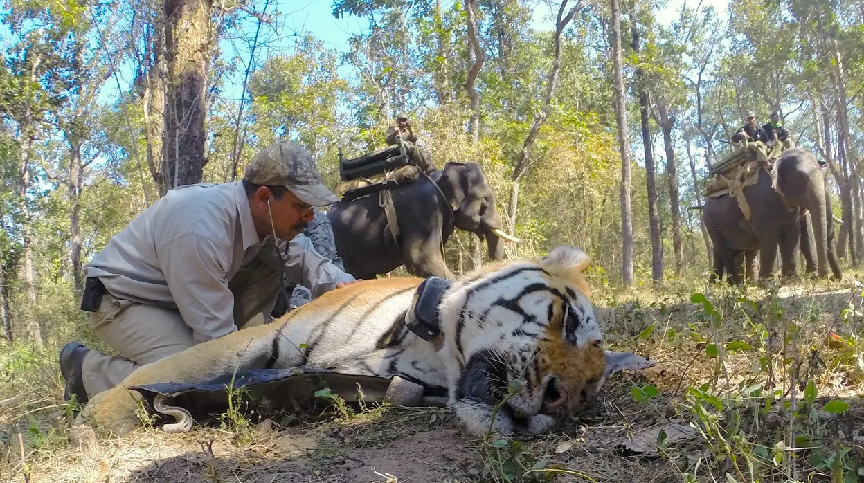 Tigre anestesiado durante una de las actividades necesarias para su protección