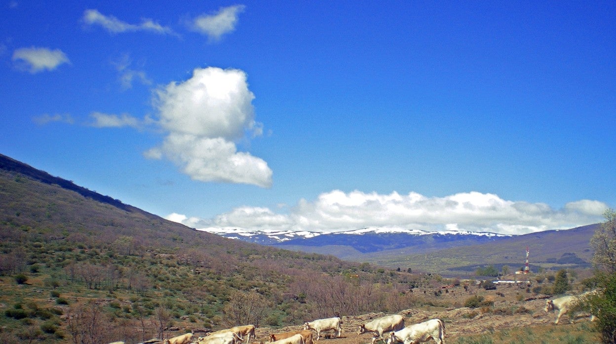 Reducir las emisiones de gases de efecto invernadero de los sistemas ganaderos, clave para frenar el cambio climático