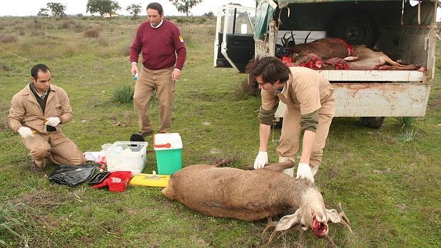 Ciudadanos de Jerez de la Frontera alerta de la eclosión de la tuberculosis bovina