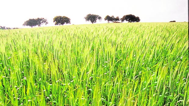 La cosecha de trigo duro cae más del 40% en Sevilla