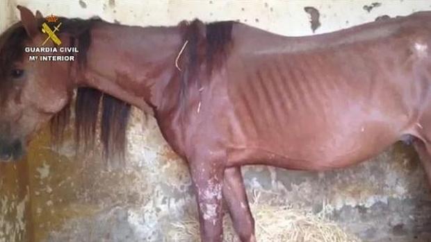 Piden un año de prisión a la hermana de Gil Silgado por no alimentar a 28 caballos