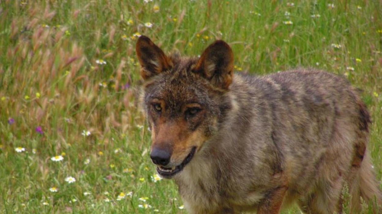 Lobo ibérico (Foto de archivo)