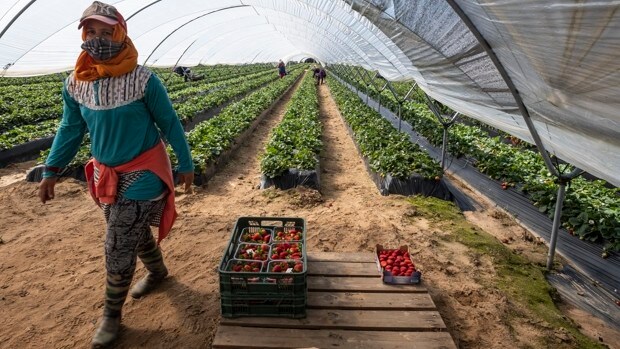 El cierre de la frontera de Marruecos provoca el retraso de las primeras 500 temporeras de la fresa