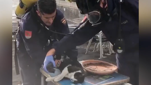 Vídeo: Agentes de la Policía salvan la vida a un gato a punto de morir en La Palma